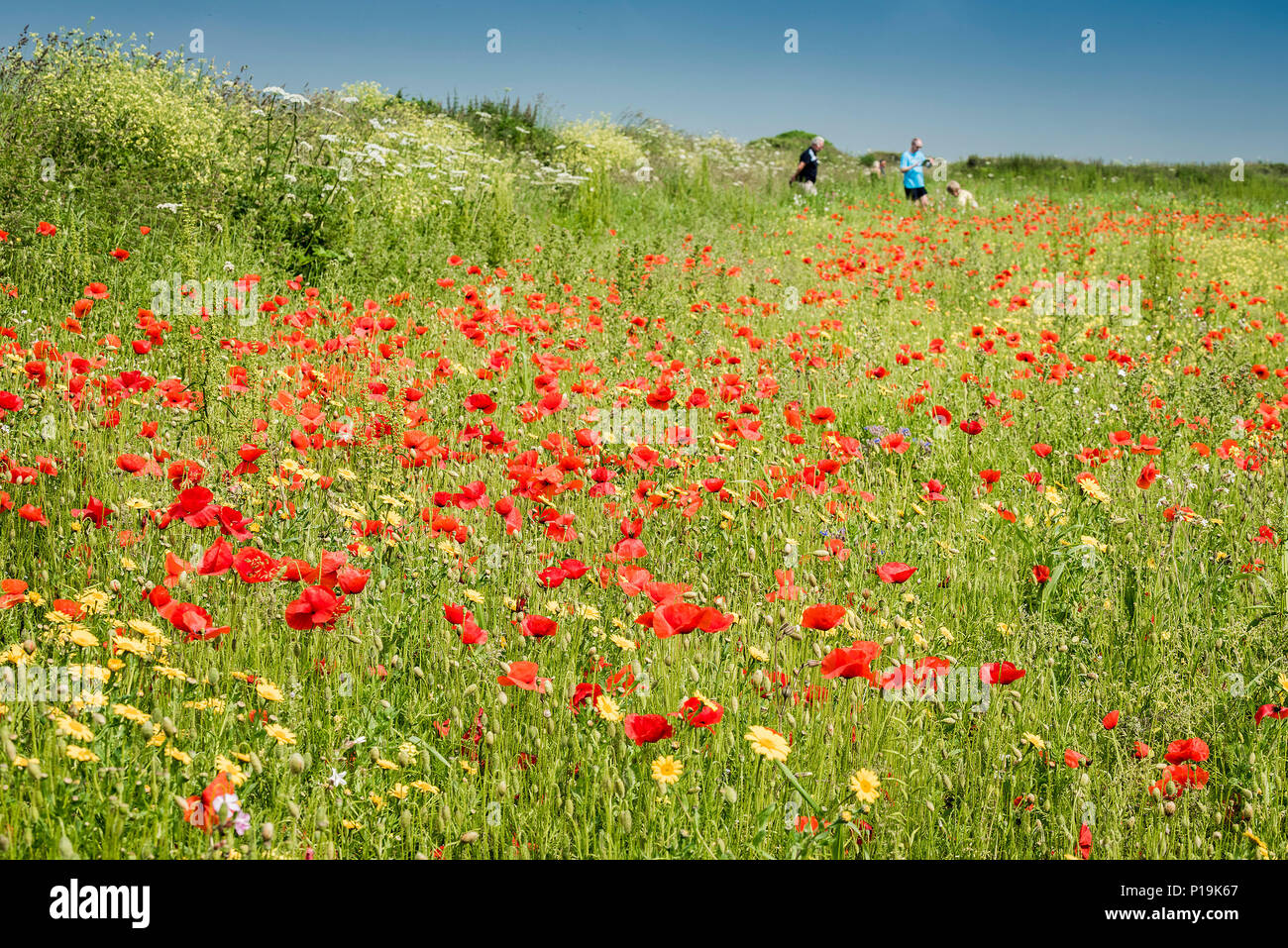 Mohn Papaver rhoeas wachsen in einem Feld an der Ackerflächen Projekt auf West pentire in Newquay in Cornwall. Stockfoto