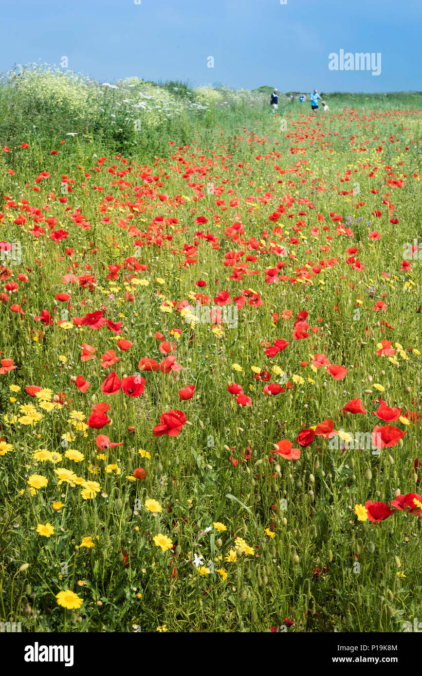 Bunte Wildblumen wachsen in einem Feld an der Ackerflächen Projekt auf West Pentire in Newquay in Cornwall. Stockfoto