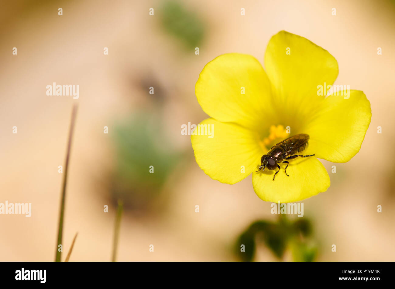 Makro Detail einer Fliege über ein Afrikanisches holz - Sauerklee (Oxalis pes-caprae) gelbe Blume in Ses Salines Naturpark (Formentera, Balearen, Spanien) Stockfoto