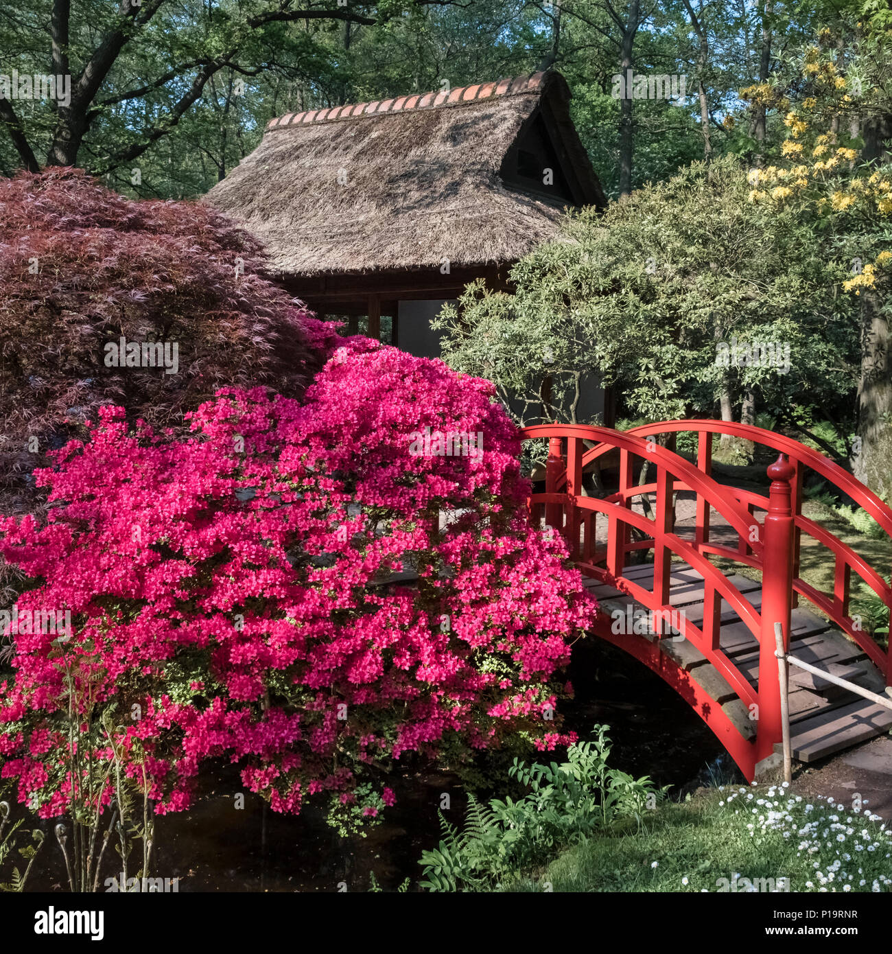 Der Japanische Garten (japanischen Tuin) im Frühjahr (Mai), Clingendael Park, Den Haag (Den Haag), Niederlande. Stockfoto