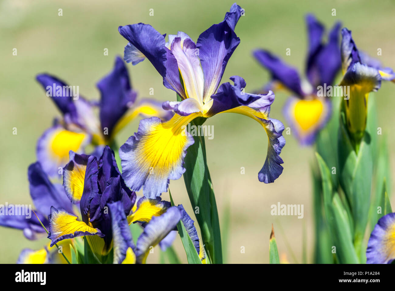 Iris spuria ' Temperament ', Flower Bokeh Irises Stockfoto