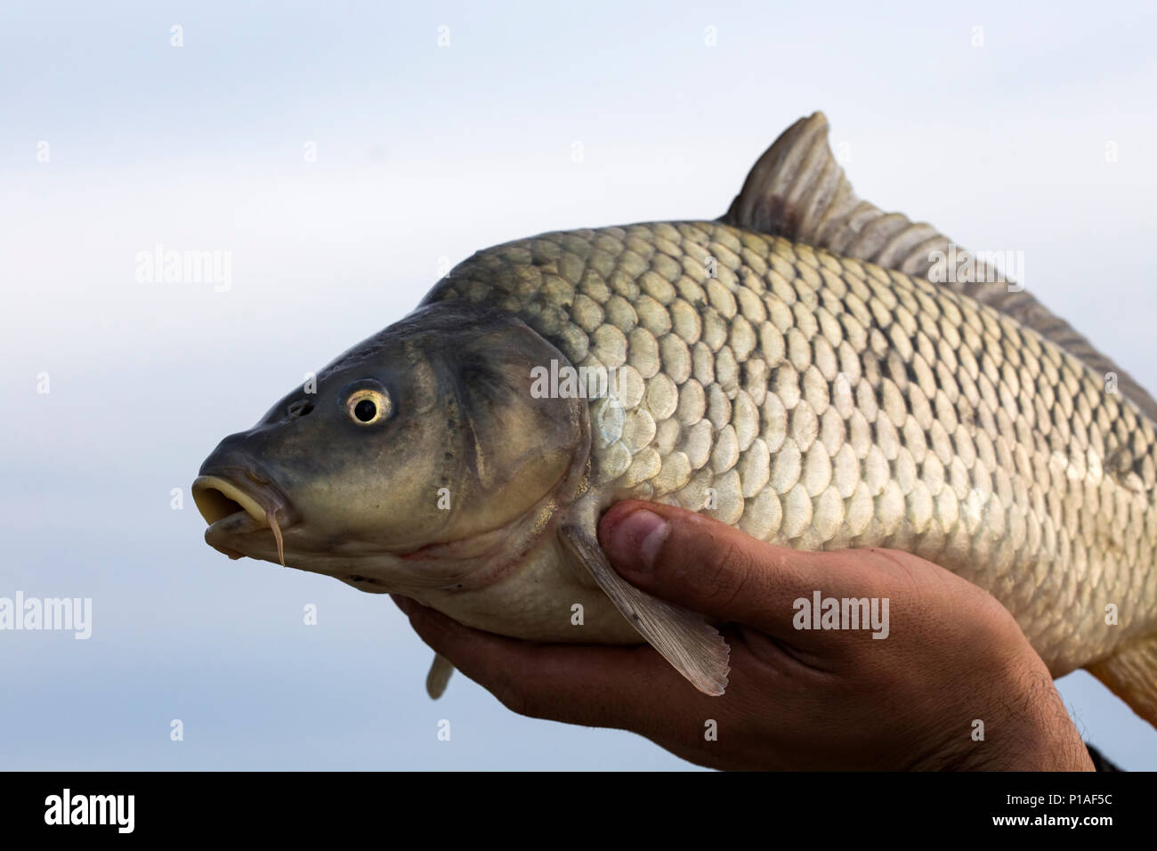 Ein lebendig karpfen fisch ist in Händen gehalten - Seitenansicht Stockfoto