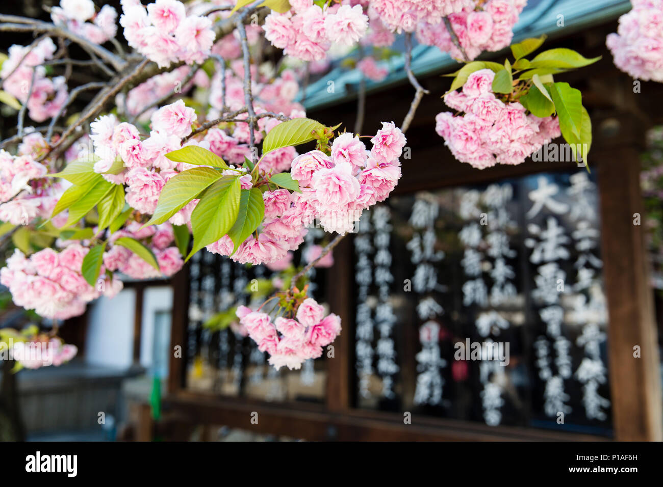 Nahaufnahme Detail der Kirschblüte im Isshin-ji-Tempel in Osaka, Japan. Stockfoto