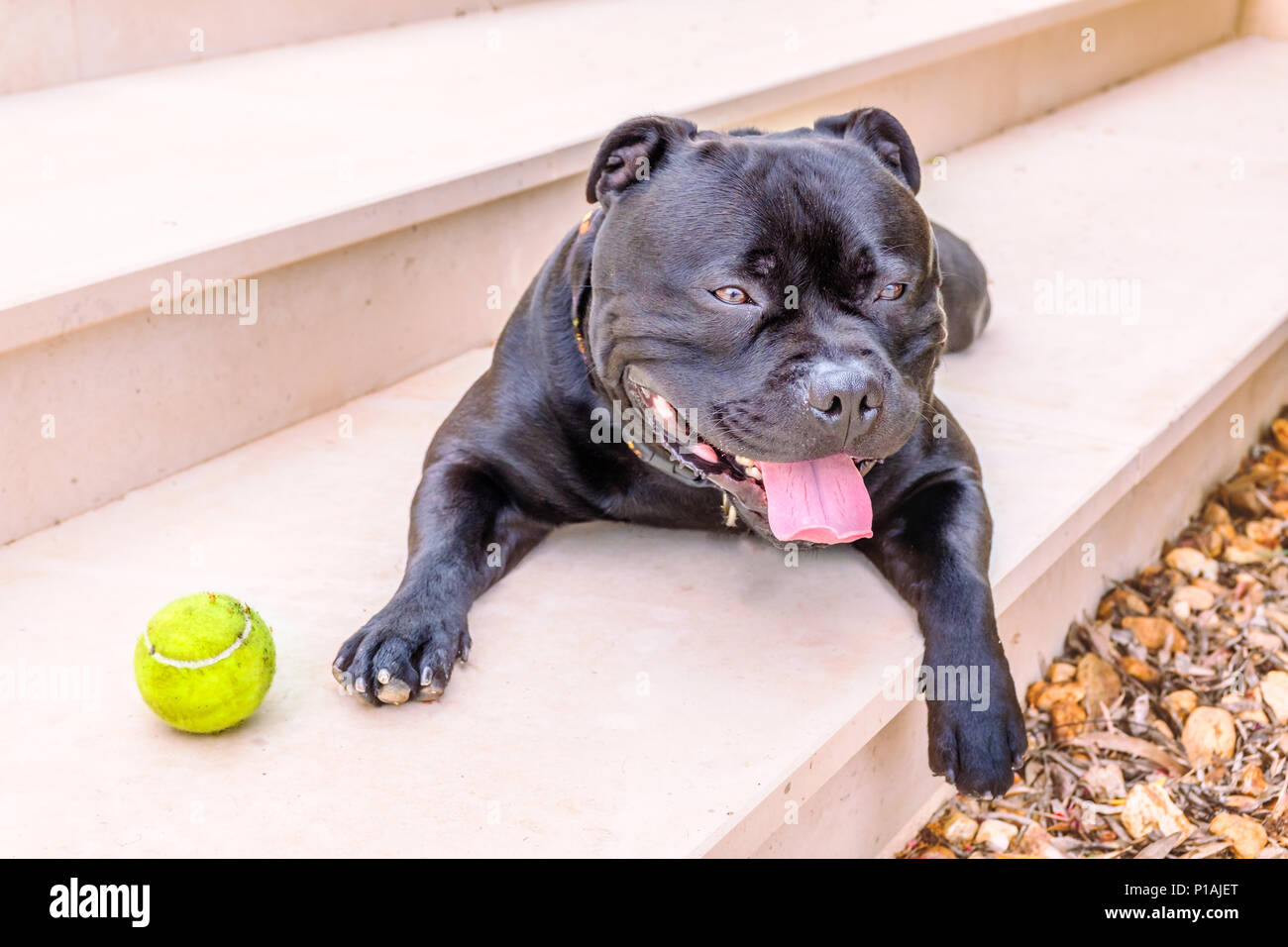 Schwarz gerne entspannt Staffordshire Bull Terrier Hund liegend auf einem Schritt außerhalb mit seiner Pfote hängen über den Rand. Es ist ein Tennisball neben ihm. Stockfoto