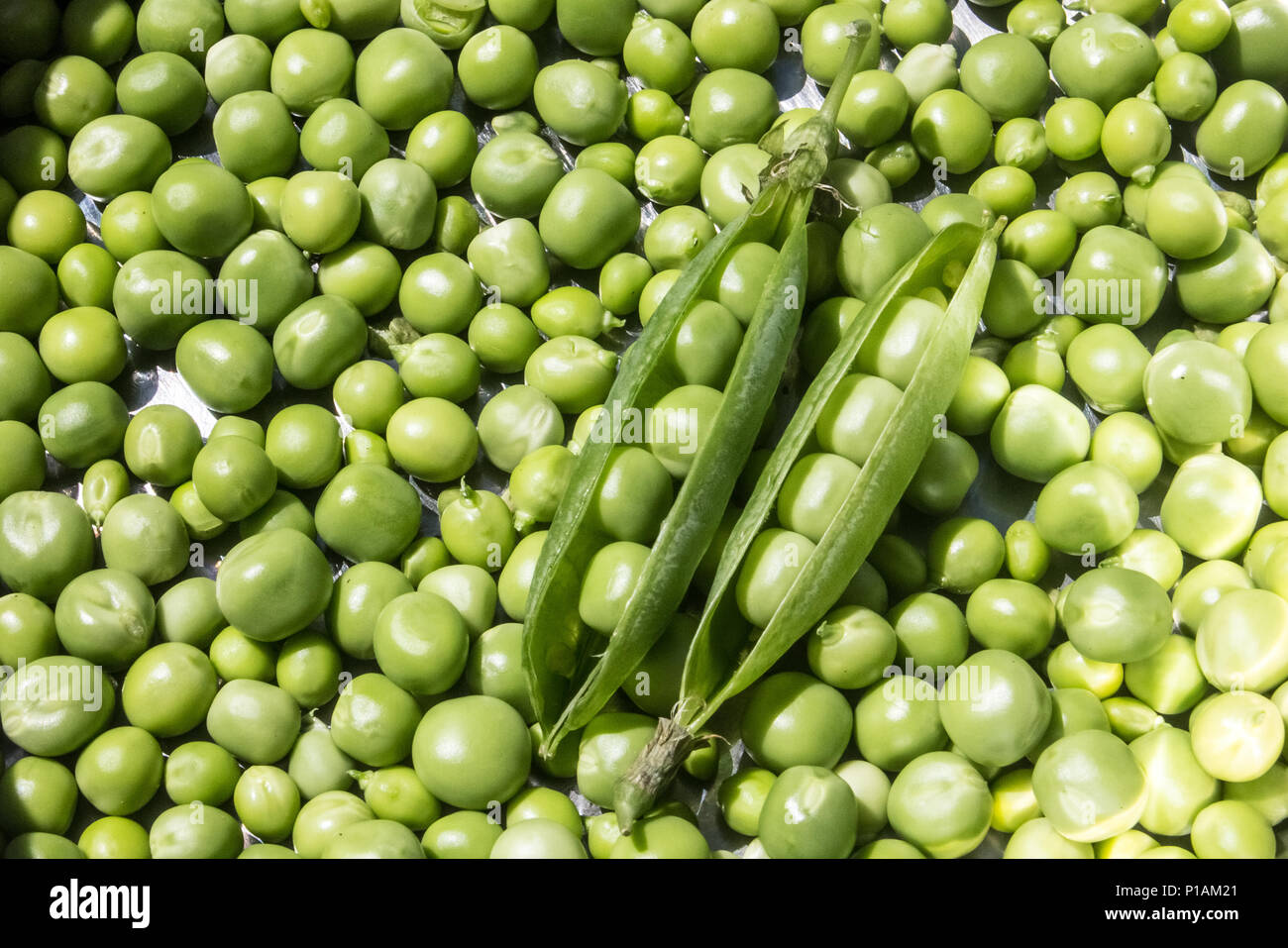 Frisch gepflückte Erbsen aus dem Garten mit zwei 'geknallt' pea Pods saß oben auf. Home produzieren. Stockfoto