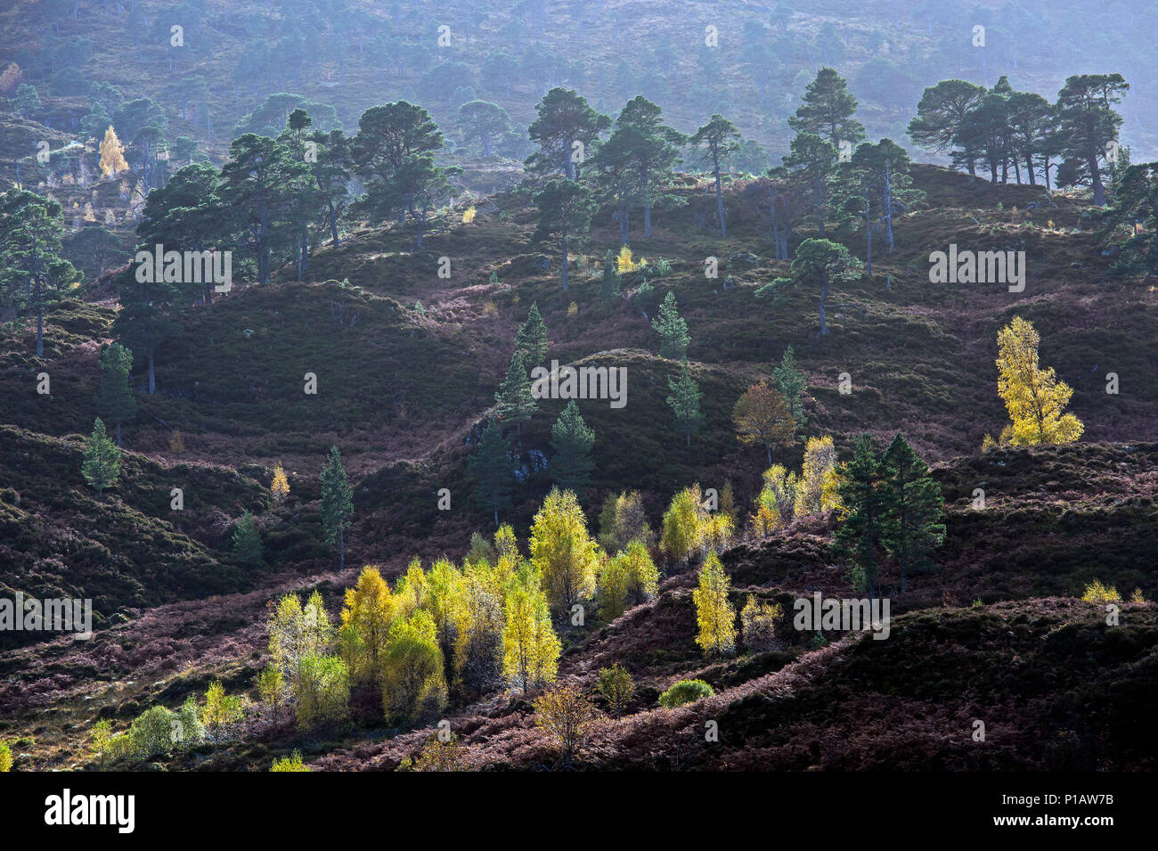 Blätter im Herbst Farbe drehen an Bäumen in hügeligen Landschaft, Glen Cannich, Schottland Stockfoto