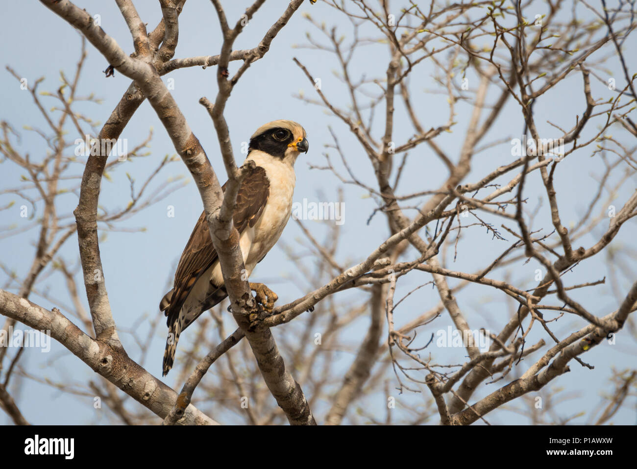 Eine lachende Falcon (Herpethotheres cachinnans) aus dem Pantanal Stockfoto