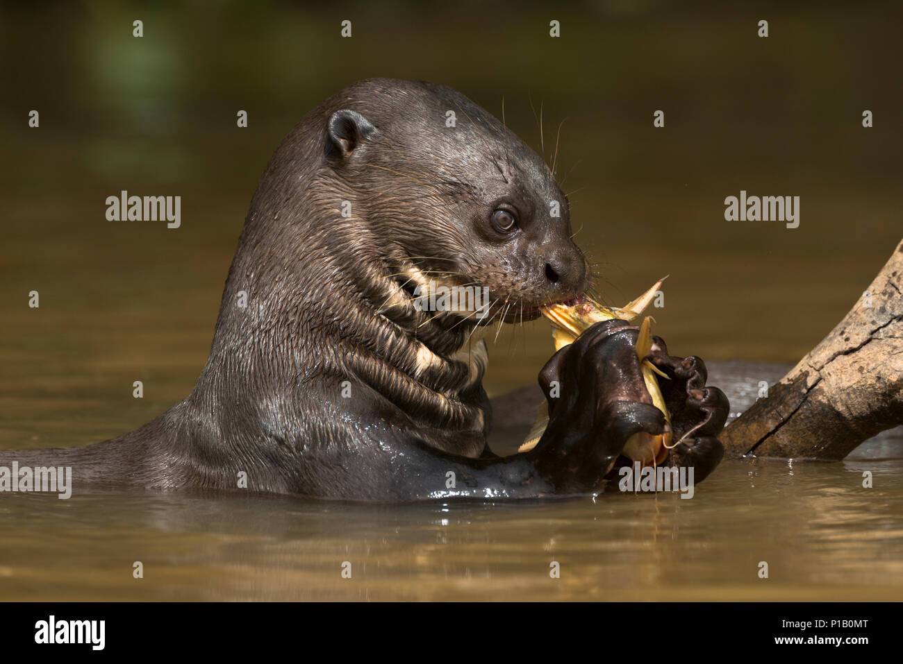 Ein riesiger Otter essen ein Wels im Pantanal. Stockfoto