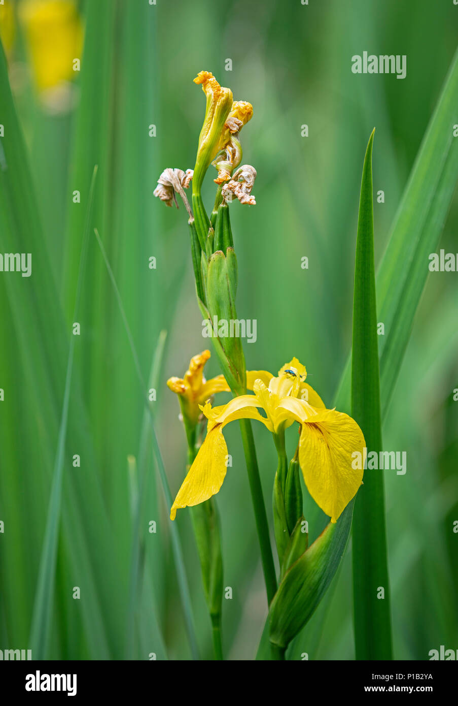 Gelbe Iris: Iris pseudacorus. Surrey, Großbritannien Stockfoto