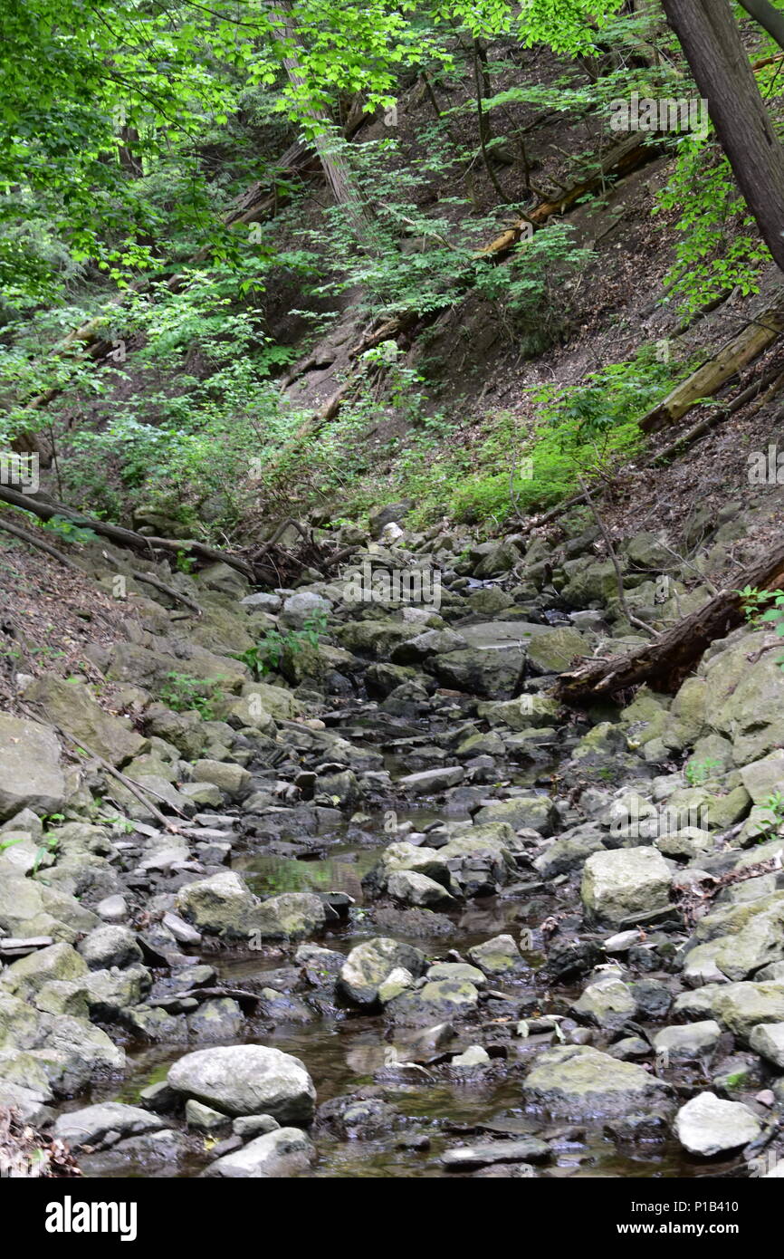 Creek entlang einer Wanderung in der Natur Stockfoto