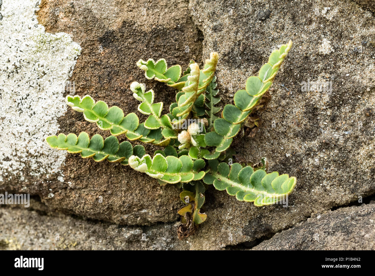 Rusty-zurück-Farn, Asplenium ceterach (ehemals Ceterach officinarum) wachsen auf einer Steinmauer, Monmouthshire, Wales, Großbritannien Stockfoto