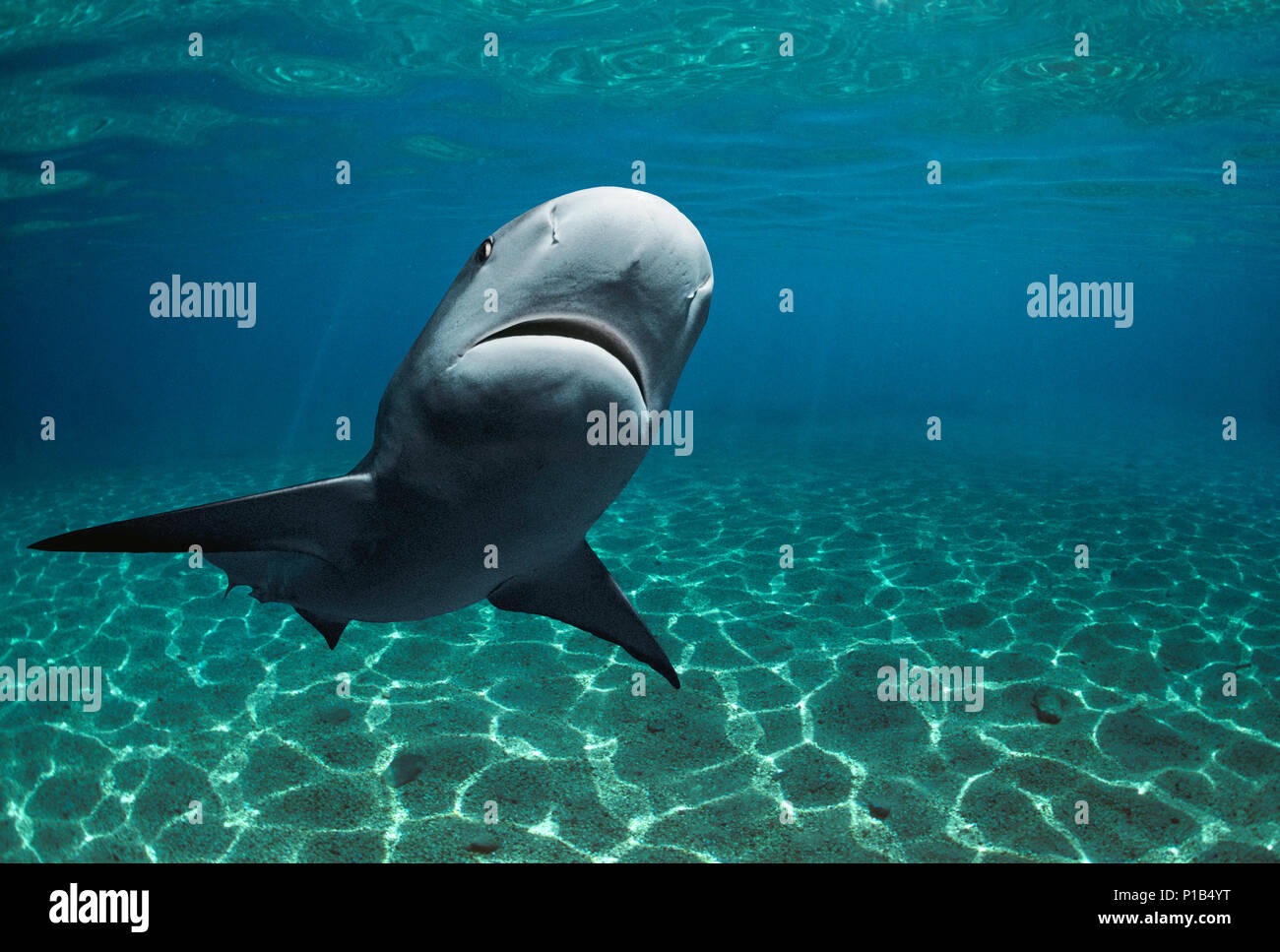 Karibische Riffhai (Carcharhinus perezi), Bahamas - Karibik. Bild digital geändert zu entfernen störende oder interessanter backgr hinzufügen Stockfoto
