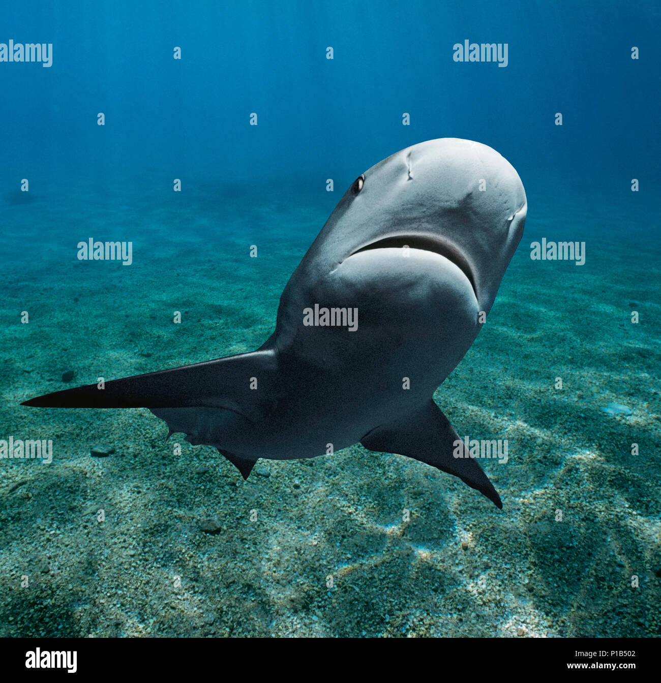 Karibische Riffhai (Carcharhinus perezi), Bahamas - Karibik. Bild digital geändert zu entfernen störende oder interessanter backgr hinzufügen Stockfoto