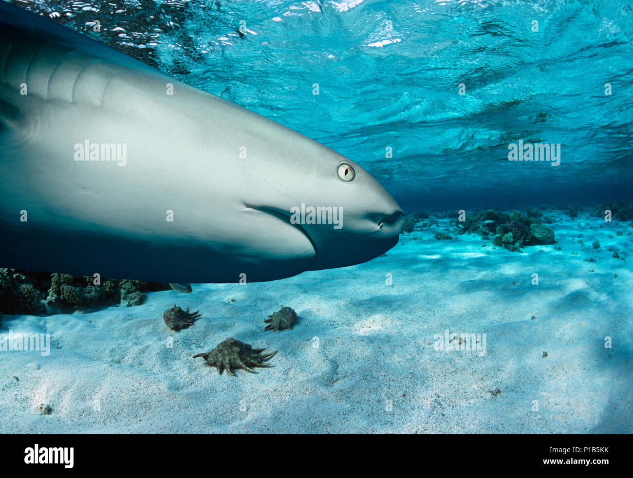 Karibische Riffhai (Carcharhinus perezi) Jagd Yellowtail Snapper (Ocyurus chrysurus), Bahamas - Karibik. Bild digital geändert zu entfernen. Stockfoto