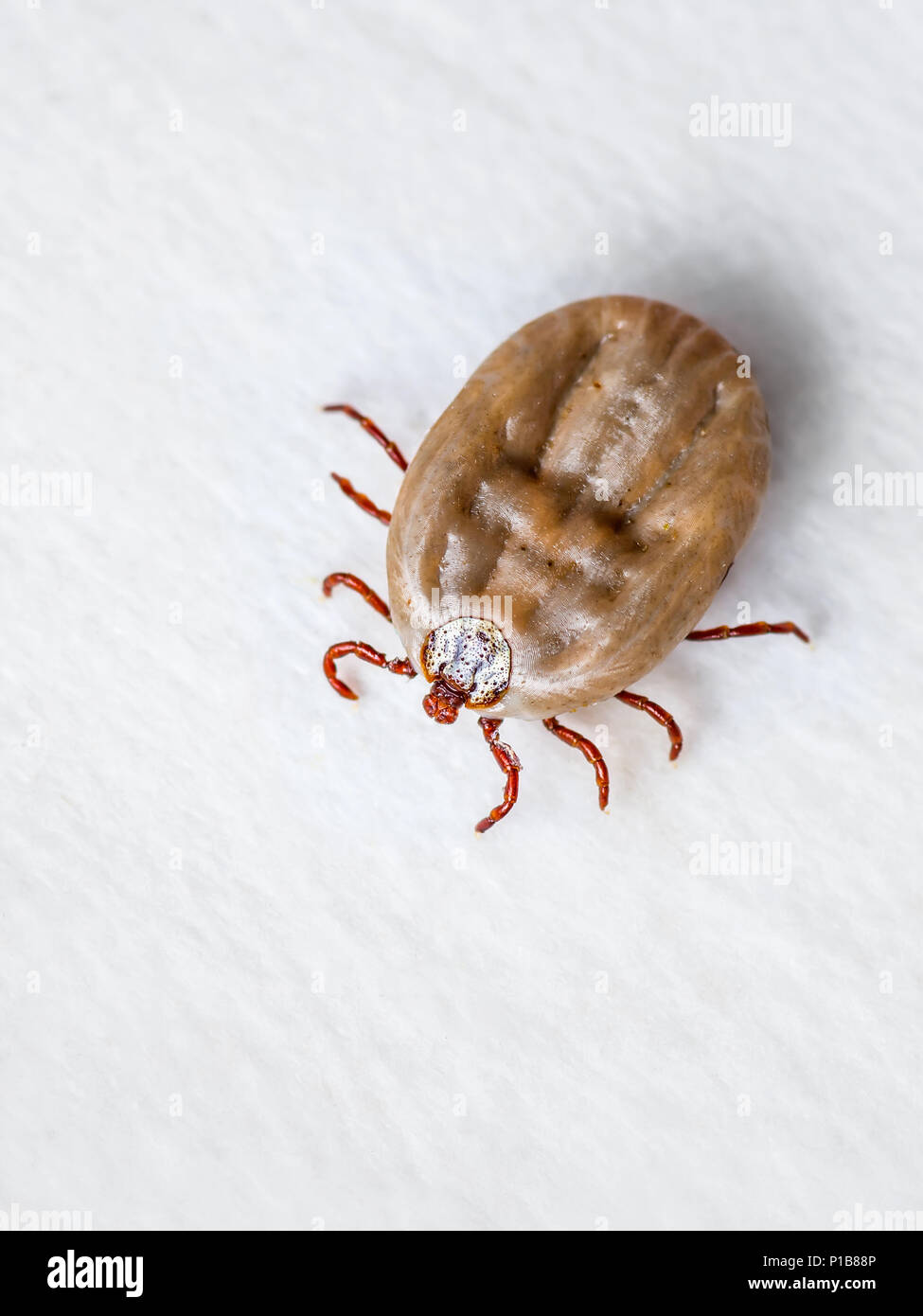 Enzephalitis Virus oder Borreliose infizierte Zecke Arachnid Insekt-schädling Kriechen auf weißem Hintergrund Stockfoto