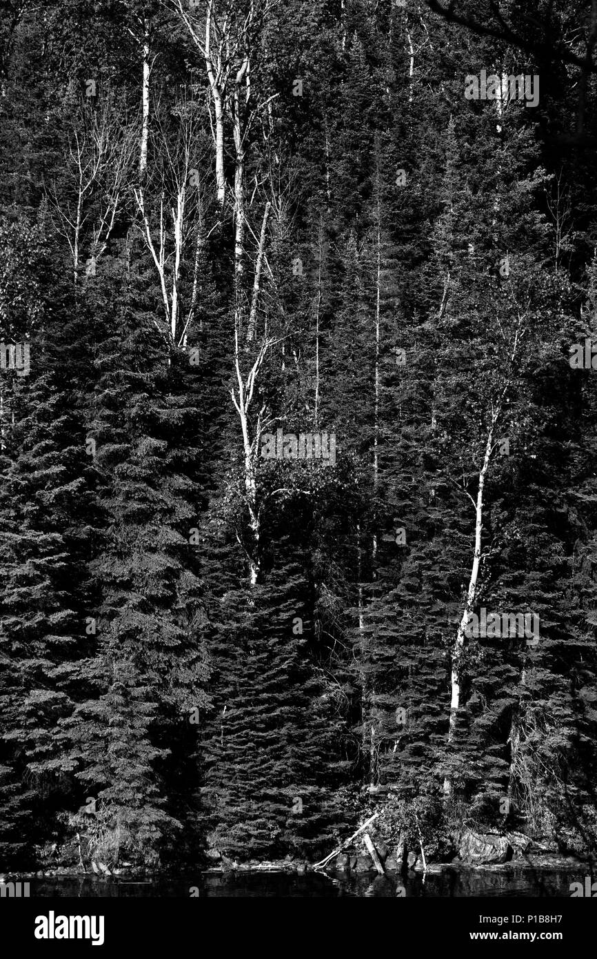 Drifwood Provincial Park liegt am südlichen Ufer des Ottawa River, etwa 200 km nordöstlich von Kanadas Hauptstadt Ottawa. Stockfoto