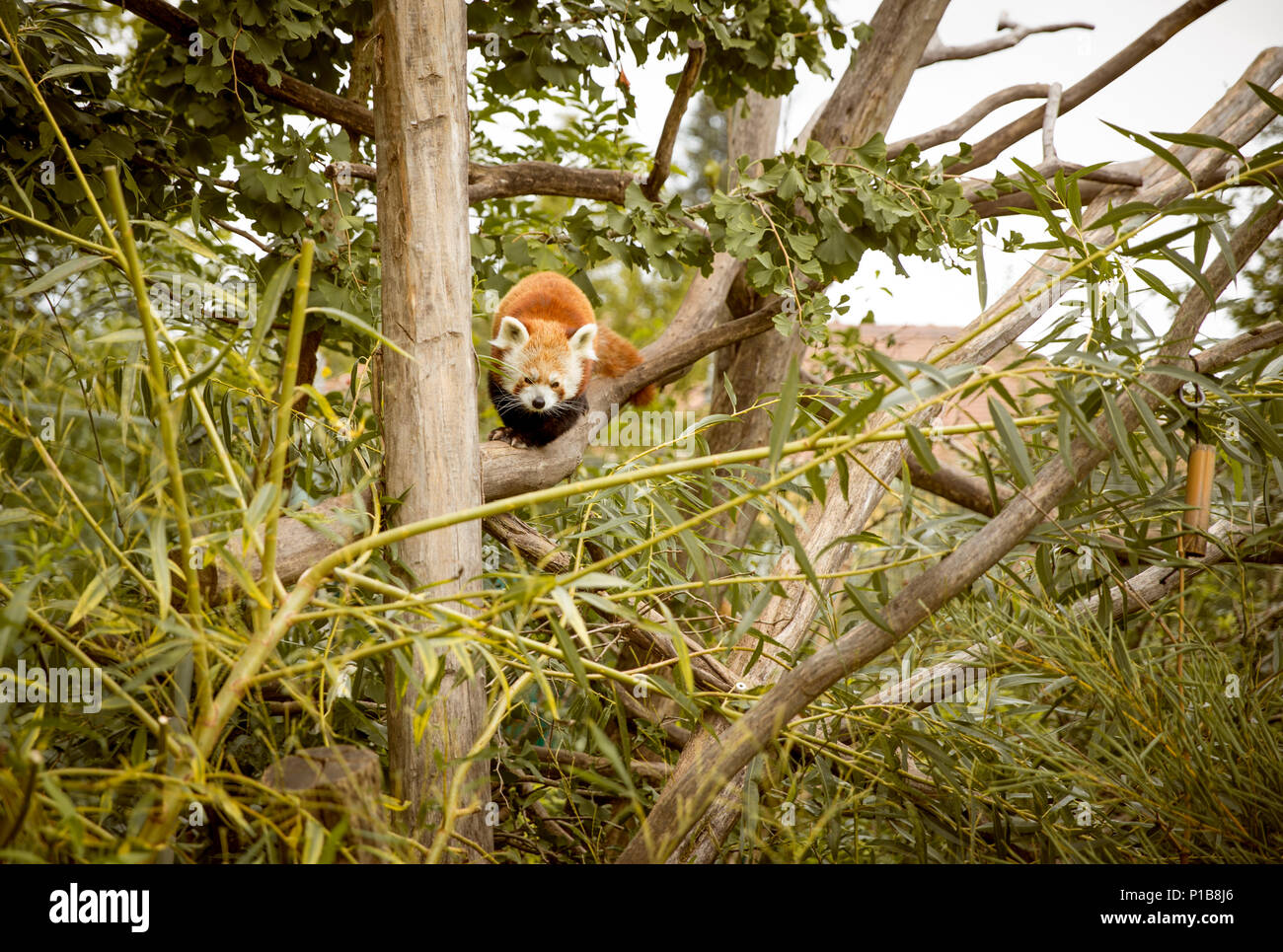 Red Panda auf einem Baum Stockfoto