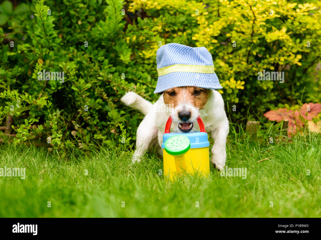 Hund als lustig Gärtner tragen Panama Sonnenhut mit Gießkanne im Garten  Rasen Stockfotografie - Alamy