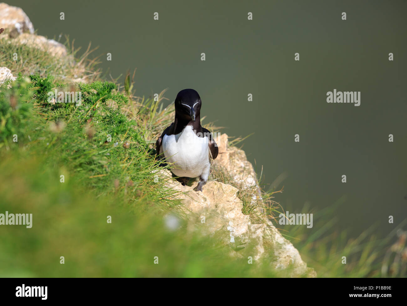 Der tordalk ist eine koloniale Seevogel kommt nur Land zu züchten. Dieser agile Vogel wählt einen Partner für das Leben; Weibchen legen ein Ei pro Jahr. Stockfoto
