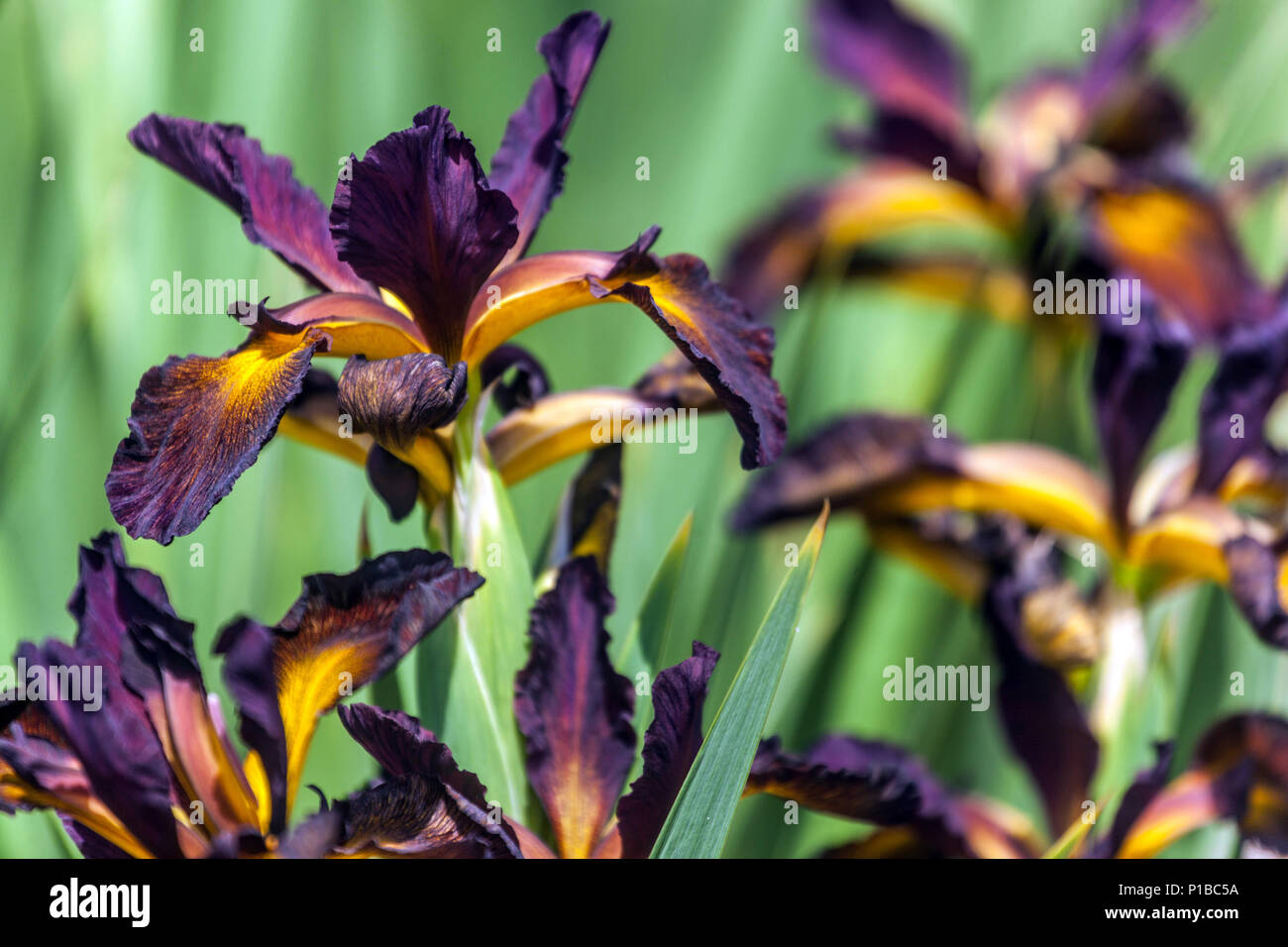 Iris spuria Sultan Sash Irises Stockfoto