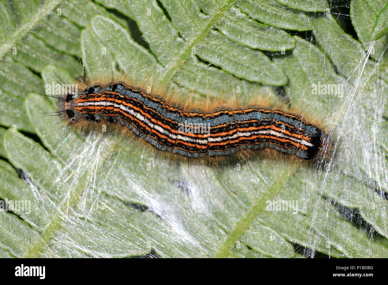 Der Lakai Motte Malacosoma eulengattung Stockfoto