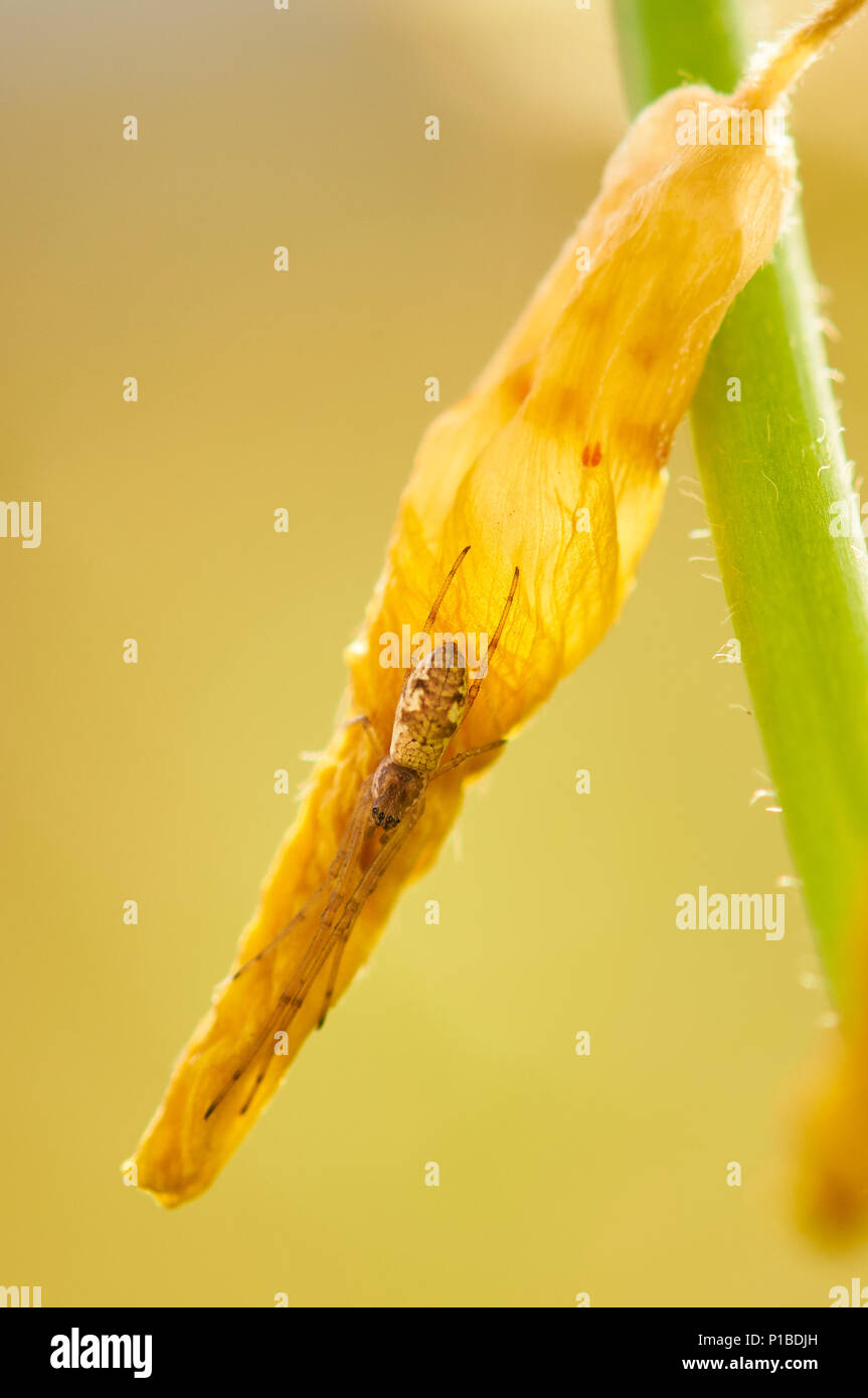 Spinnenspinnen mit langen Backen (Tetragnatha sp.) Getarnt über einer gelben Blume im Naturpark SES Salines (Formentera, Balearen, Spanien) Stockfoto