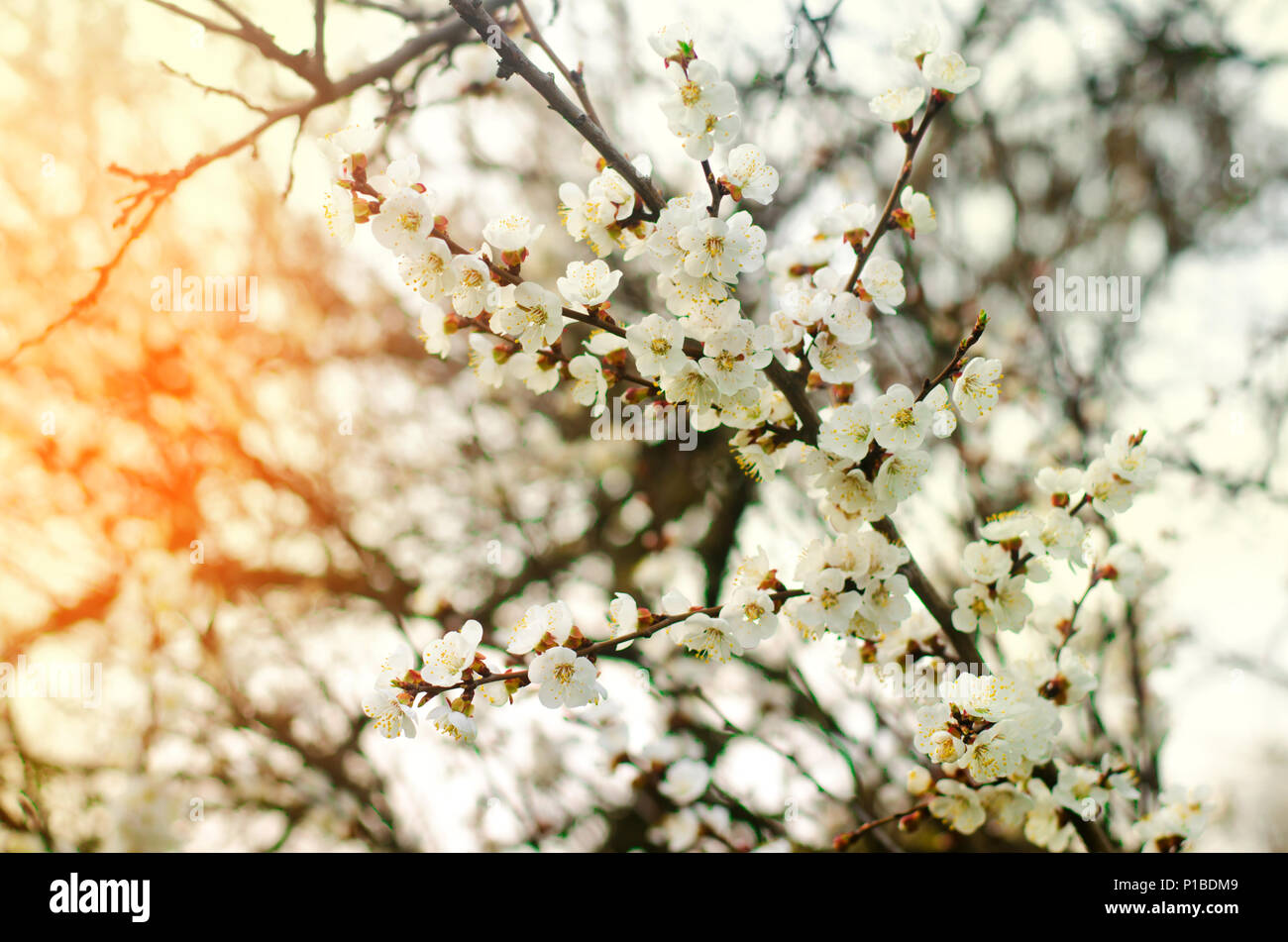 Kirschblüte an einem sonnigen Tag, den Frühling, das Blühen der Bäume, Knospen auf einem Baum, natürliche wallpaper Stockfoto