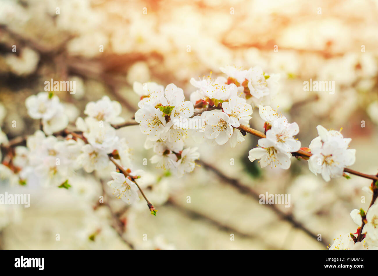 Kirschblüte an einem sonnigen Tag, den Frühling, das Blühen der Bäume, Knospen auf einem Baum, natürliche wallpaper Stockfoto