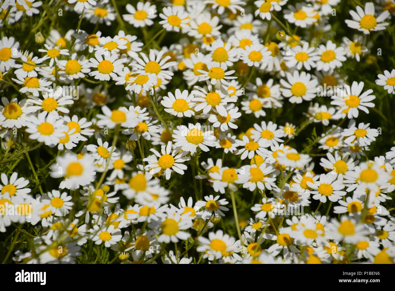 Kamillenblüten. Pharmazeutische Kamille. Heilpflanze Kamille, blühende Stockfoto