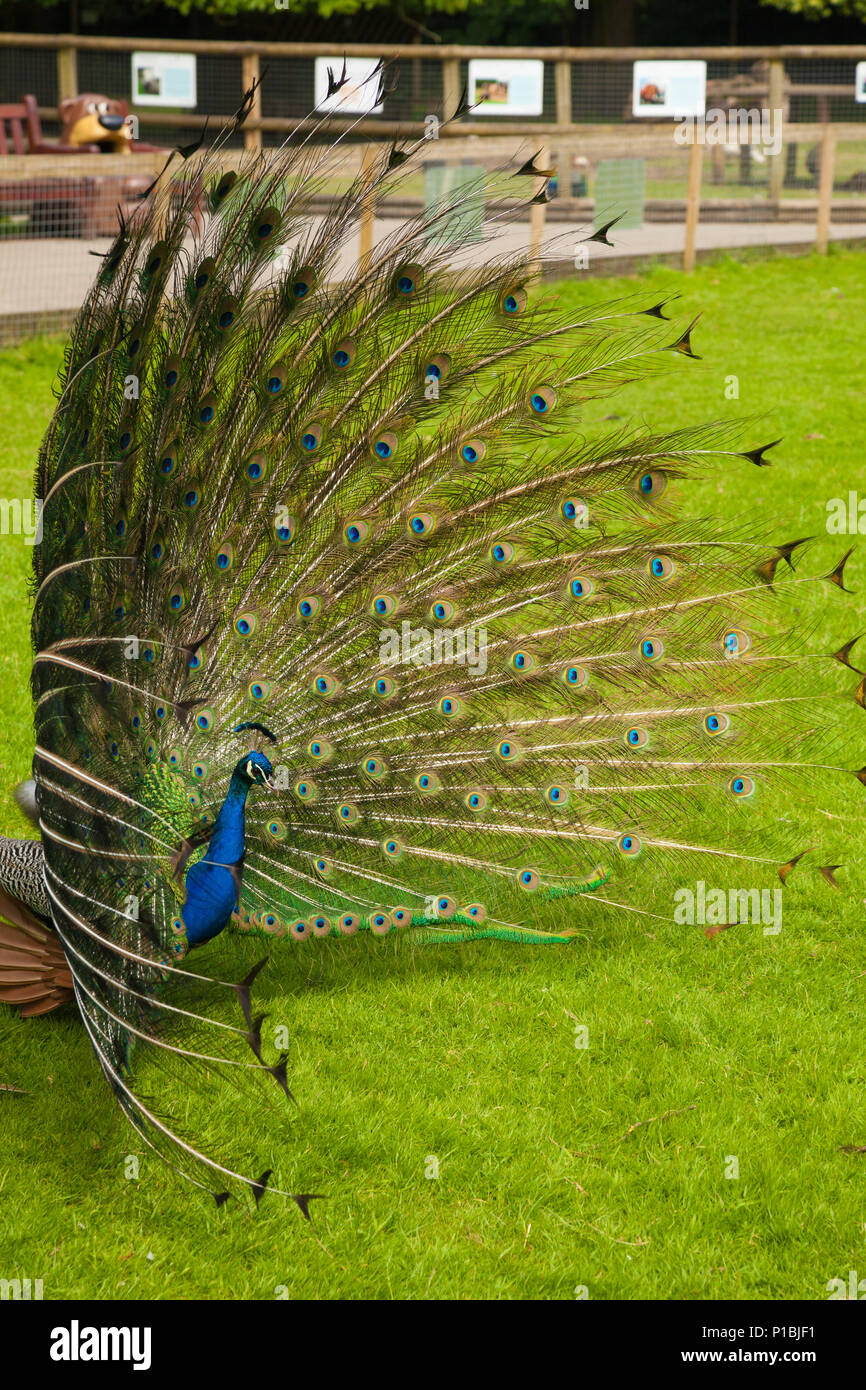 Ein männlicher Peacock seine wunderschönen Federn angezeigte, Warrington England. Stockfoto