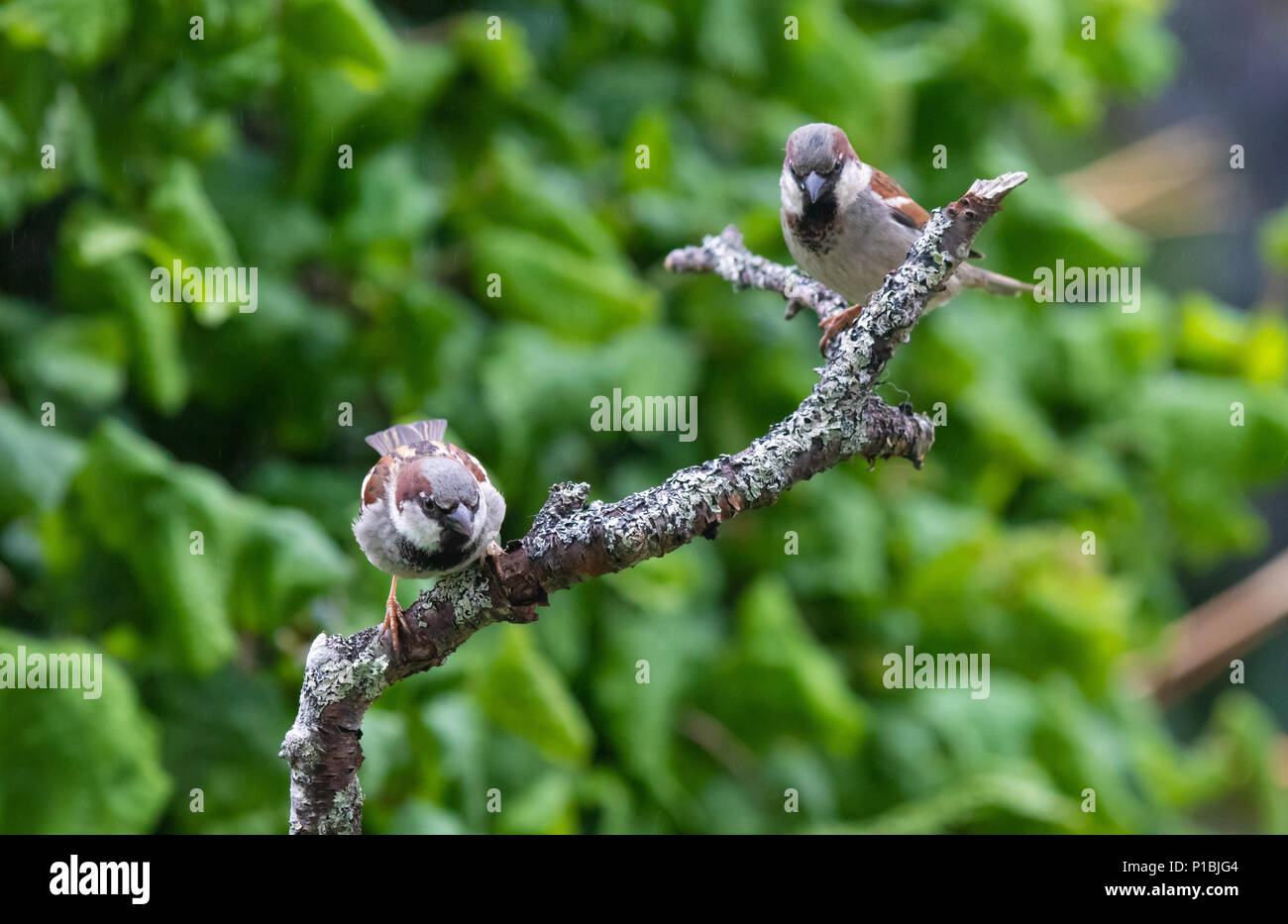 Zwei Spatzen auf einem Zweig in einem Fife Garten. Stockfoto