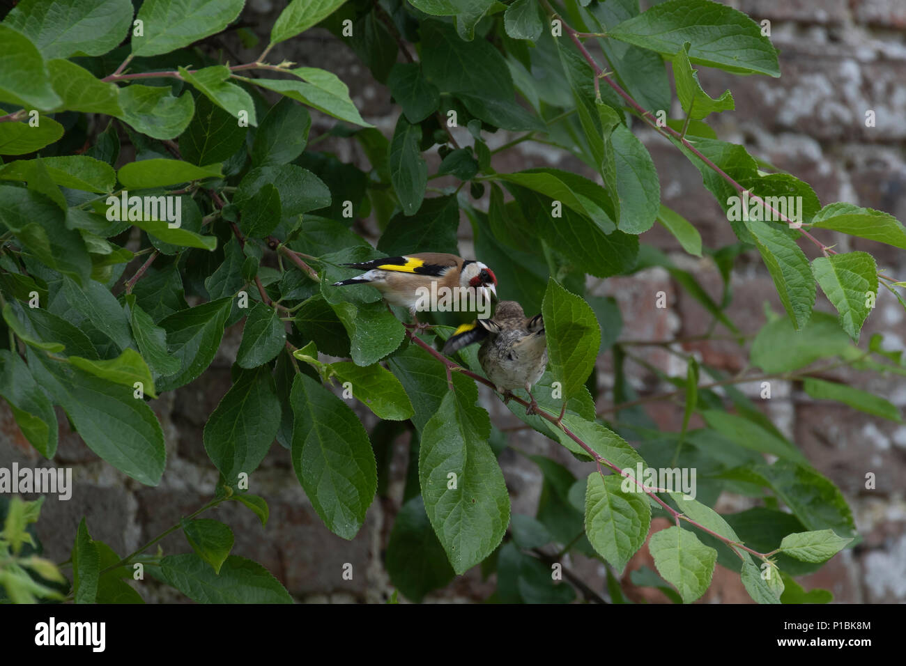 Europäische Stieglitz, Carduelis carduelis, am Baum blatt Fütterung der Jungen im Juni in Schottland thront. Stockfoto