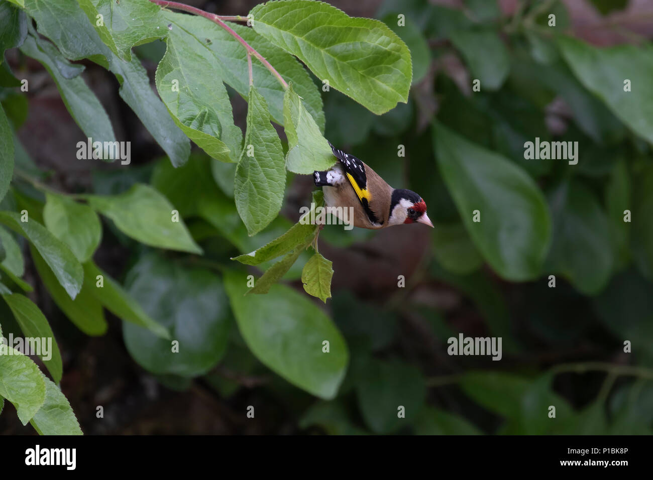 Europäische Stieglitz, Carduelis carduelis, am Baum blatt Fütterung der Jungen im Juni in Schottland thront. Stockfoto