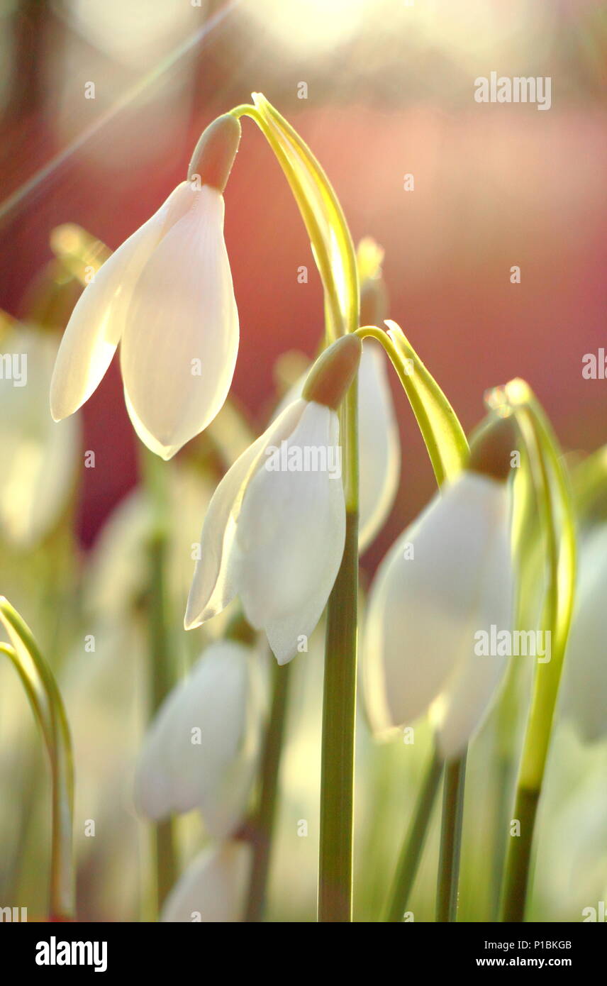 Galanthus nivalis. Schneeglöckchen beleuchtet durch niedrige, Winter Sonnenschein in einem Englischen Garten Stockfoto