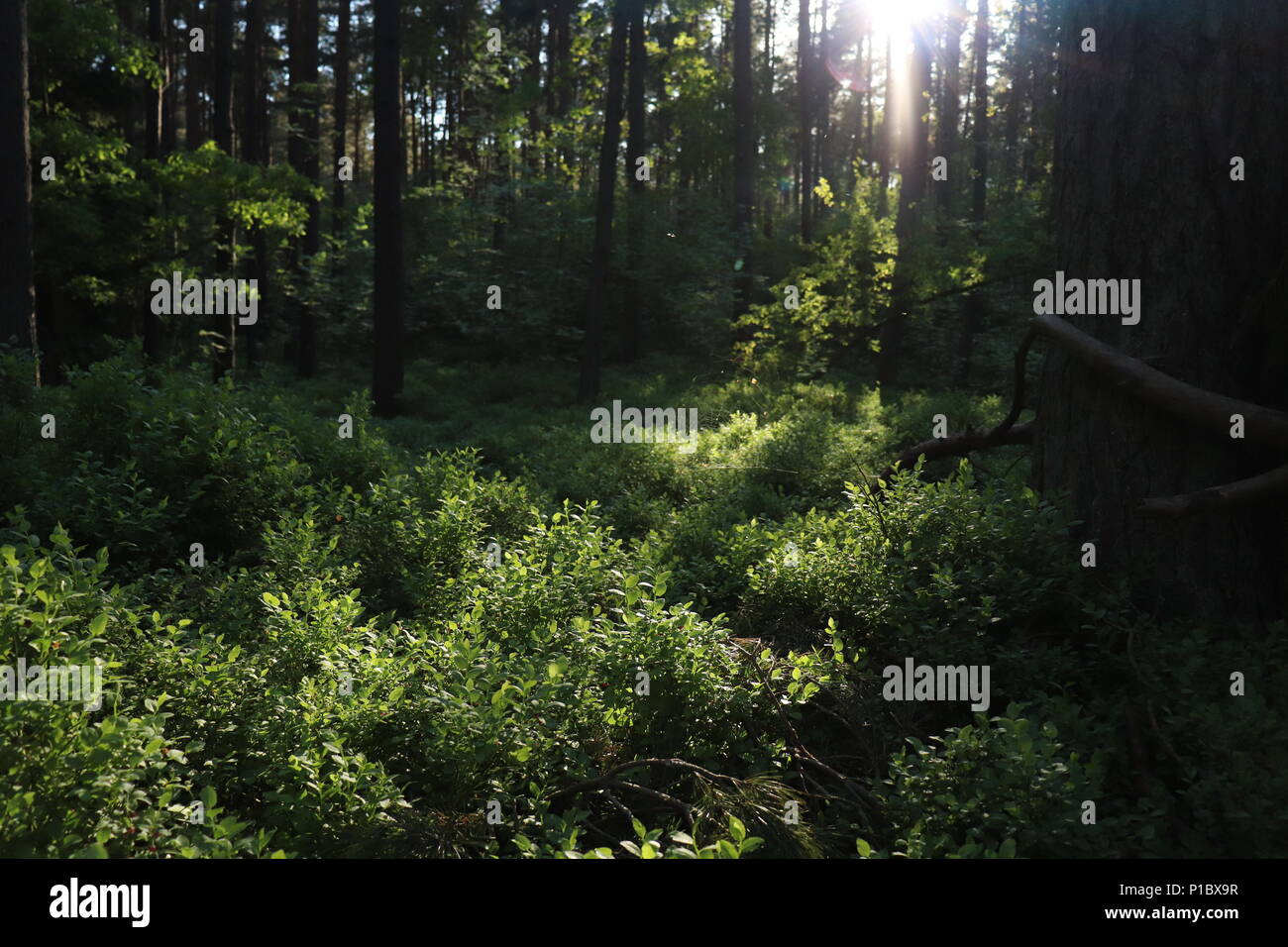 Wald im Vordergrund mit Büschen und Bäumen im Hintergrund, gegen das Licht fotografiert. Stockfoto
