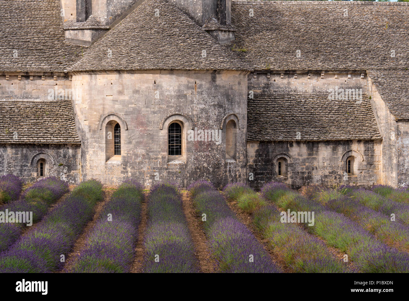 Senanque Abtei mit Lavendel Felder in der Nähe von Gordes Vauclause Provence-Alpes-Cote d'Azur Frankreich Stockfoto