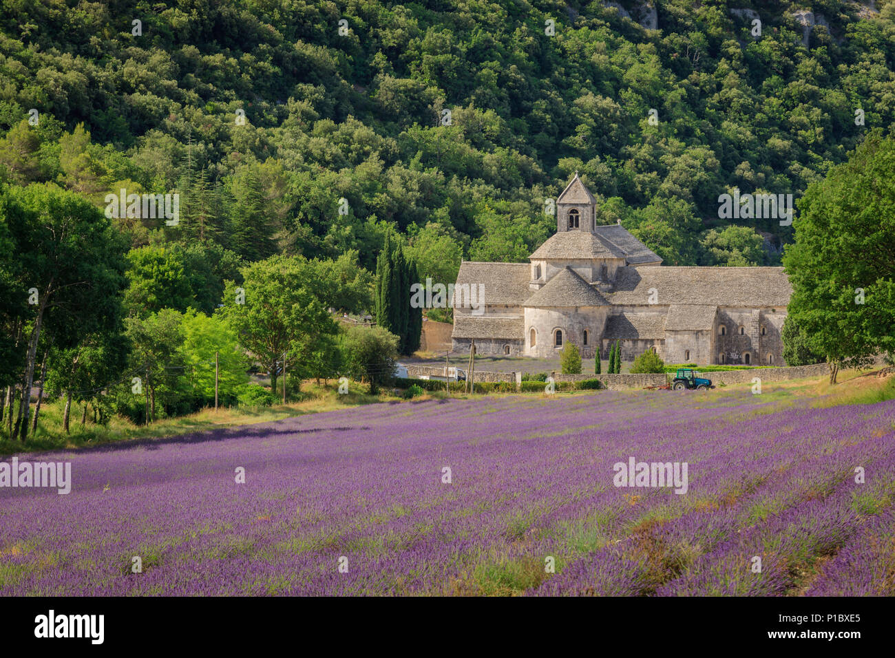 Senanque Abtei mit Lavendel Felder in der Nähe von Gordes Vauclause Provence-Alpes-Cote d'Azur Frankreich Stockfoto
