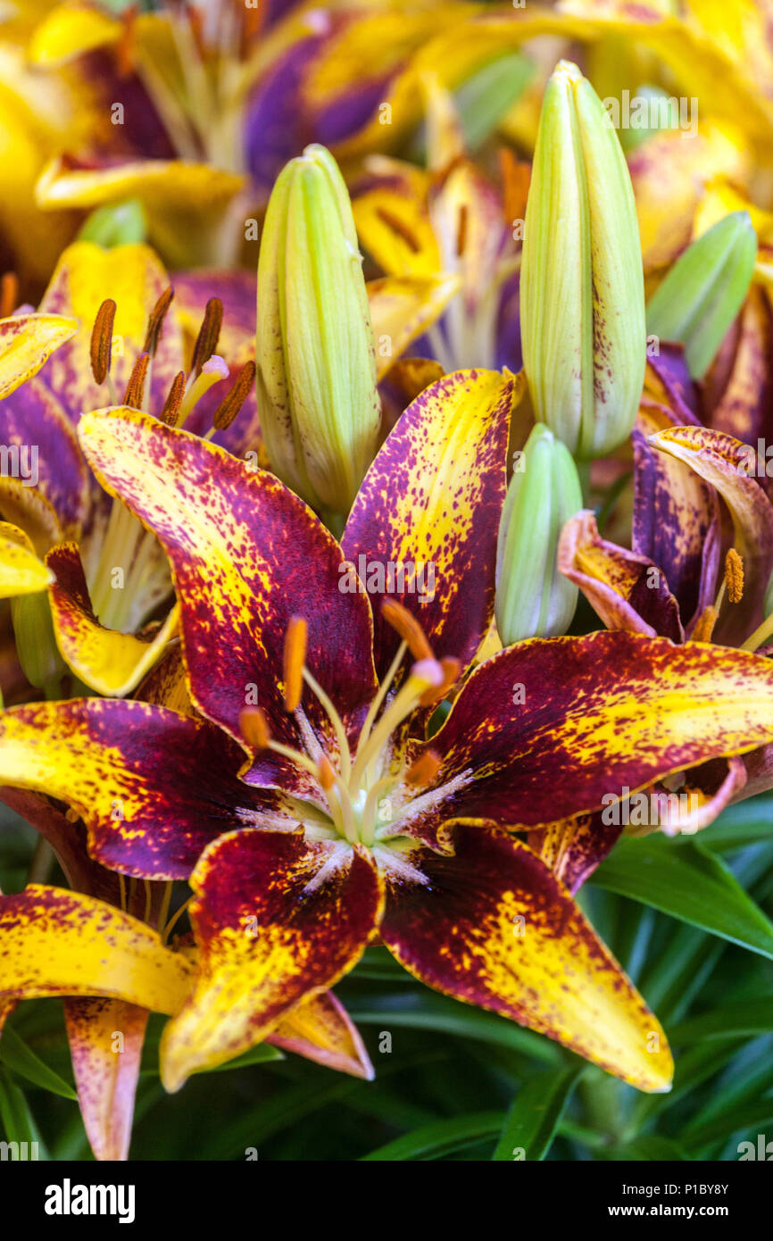 Lilium 'Tiny Sensation', Zwerg-Asiatische Lilie, Lilien Stockfoto