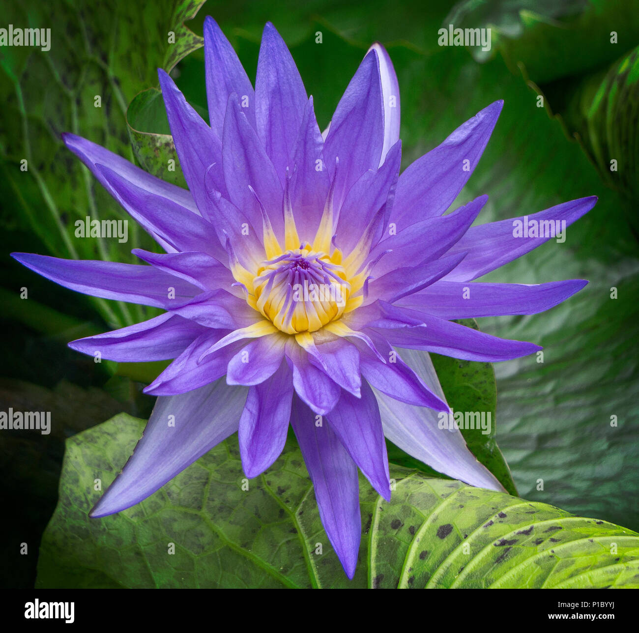 Lila, heilige Lotus Zoo Calgary Alberta Kanada Stockfoto