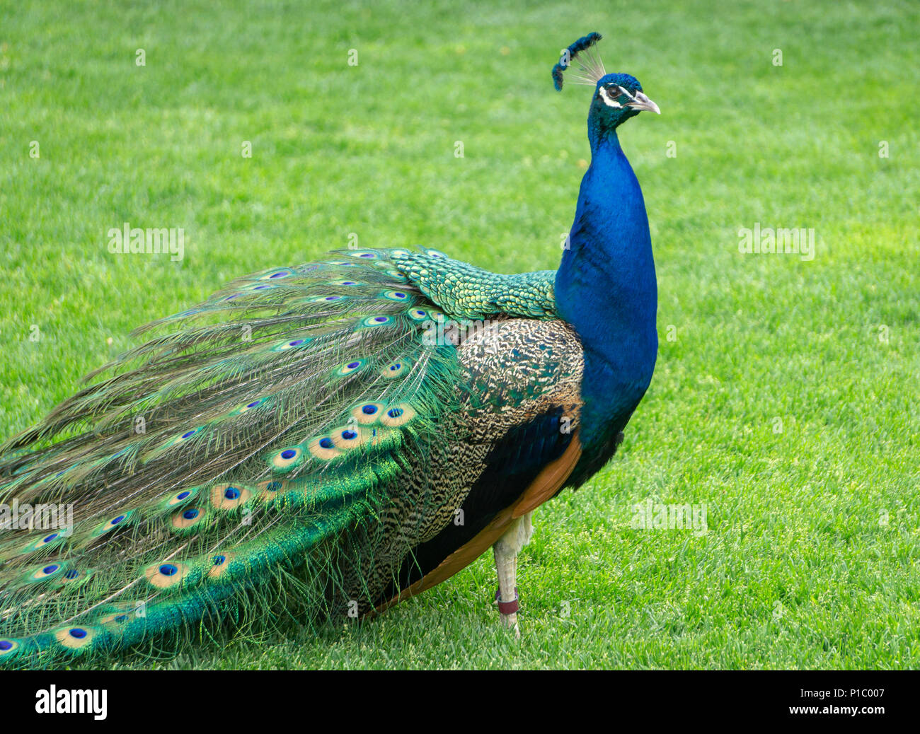 Blaue Pfauen Zoo Calgary Alberta Kanada Stockfoto