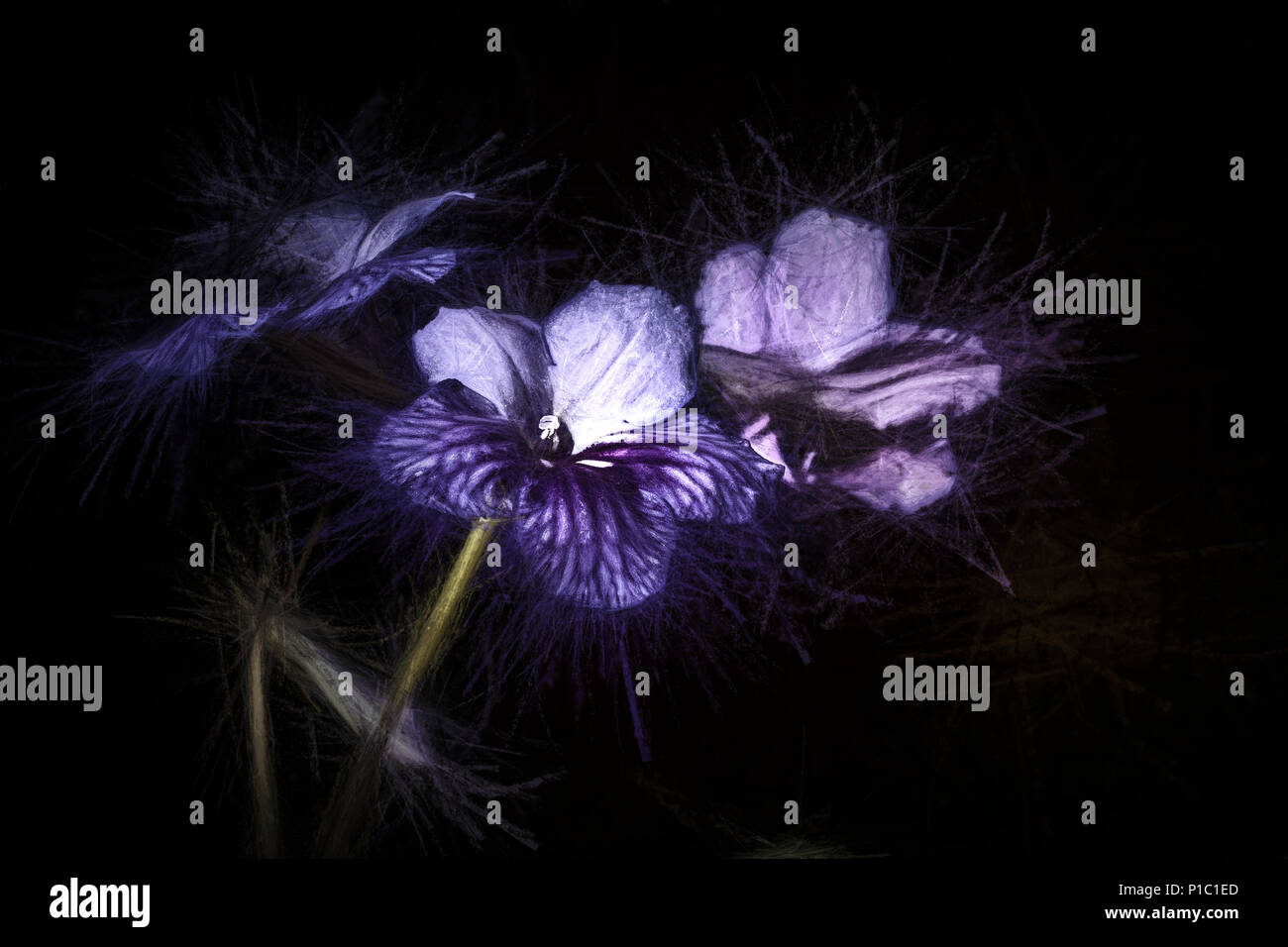 Streptocarpus lila Blüten. Stockfoto