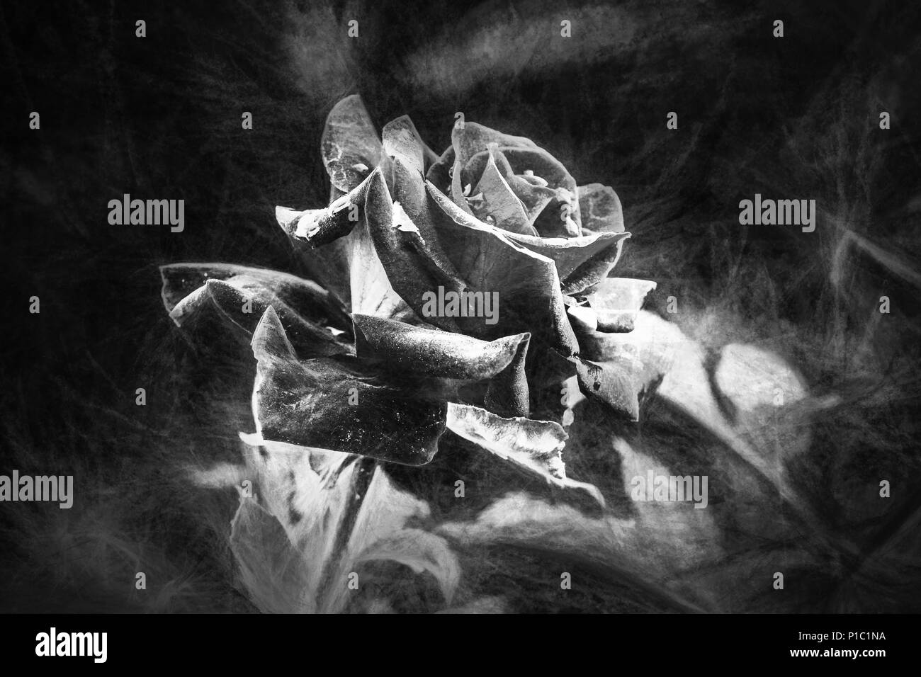 Wenn eine Rose trifft auf Schwarz und Weiß. Stockfoto