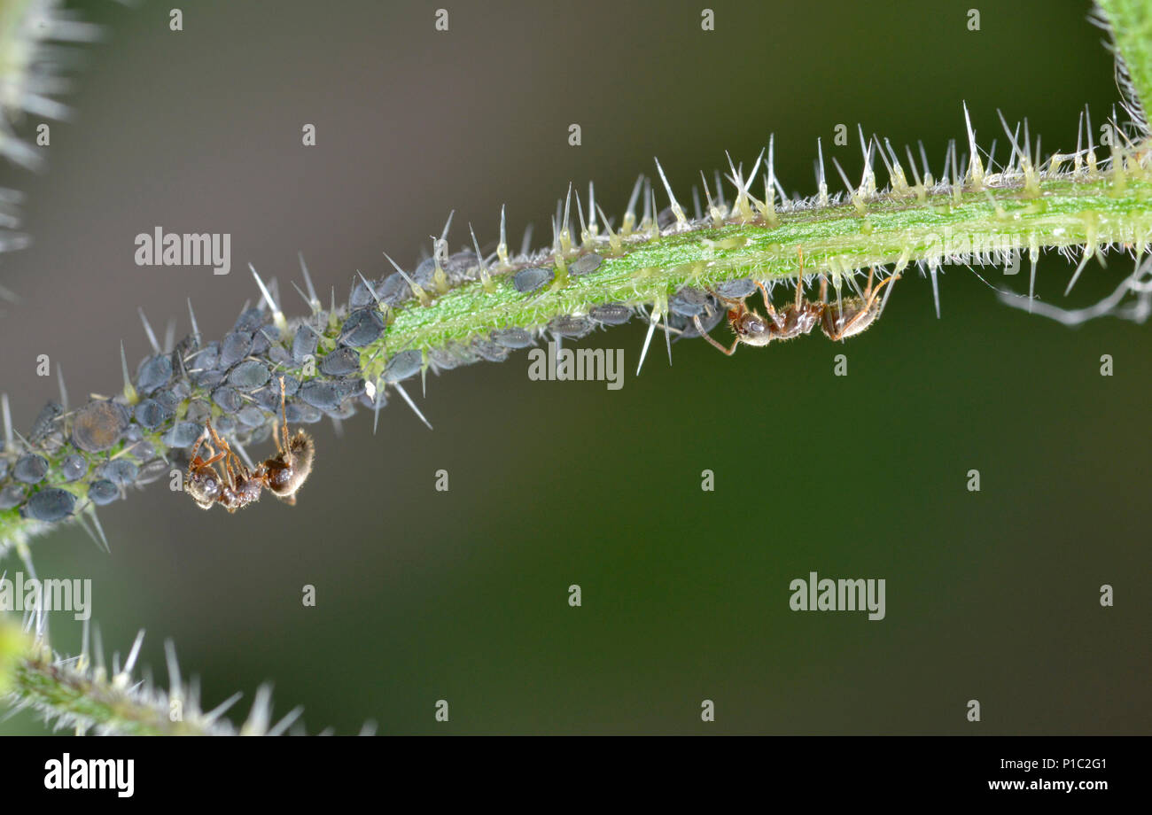 Schwarze Ameise - Lasius Niger-melken Blattläuse Stockfoto