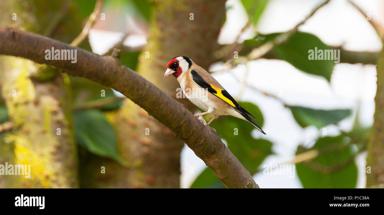 Ein Erwachsener Goldfinch Hocken auf einem Zweig in einem Kirschbaum in einem Garten in Alsager Cheshire England Vereinigtes Königreich Großbritannien Stockfoto