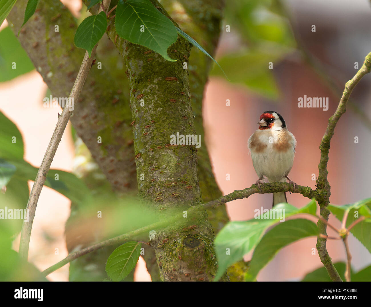 Ein Erwachsener Goldfinch Hocken auf einem Zweig in einem Kirschbaum in einem Garten in Alsager Cheshire England Vereinigtes Königreich Großbritannien Stockfoto