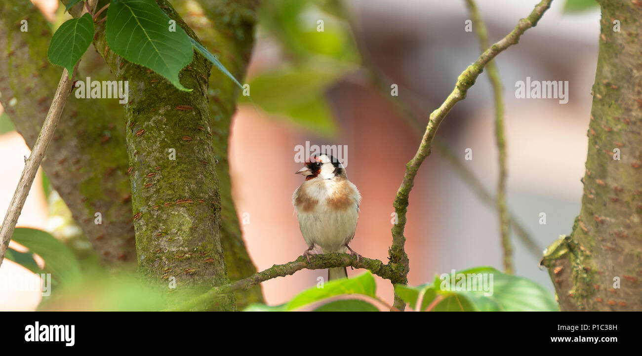 Ein Erwachsener Goldfinch Hocken auf einem Zweig in einem Kirschbaum in einem Garten in Alsager Cheshire England Vereinigtes Königreich Großbritannien Stockfoto
