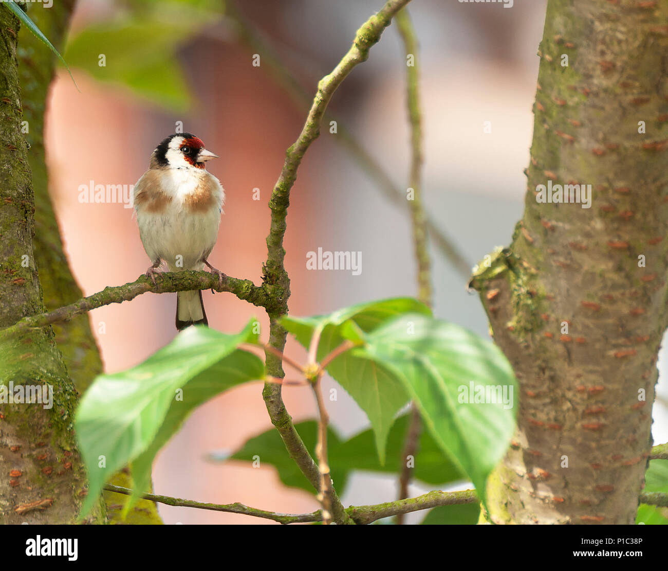 Ein Erwachsener Goldfinch Hocken auf einem Zweig in einem Kirschbaum in einem Garten in Alsager Cheshire England Vereinigtes Königreich Großbritannien Stockfoto