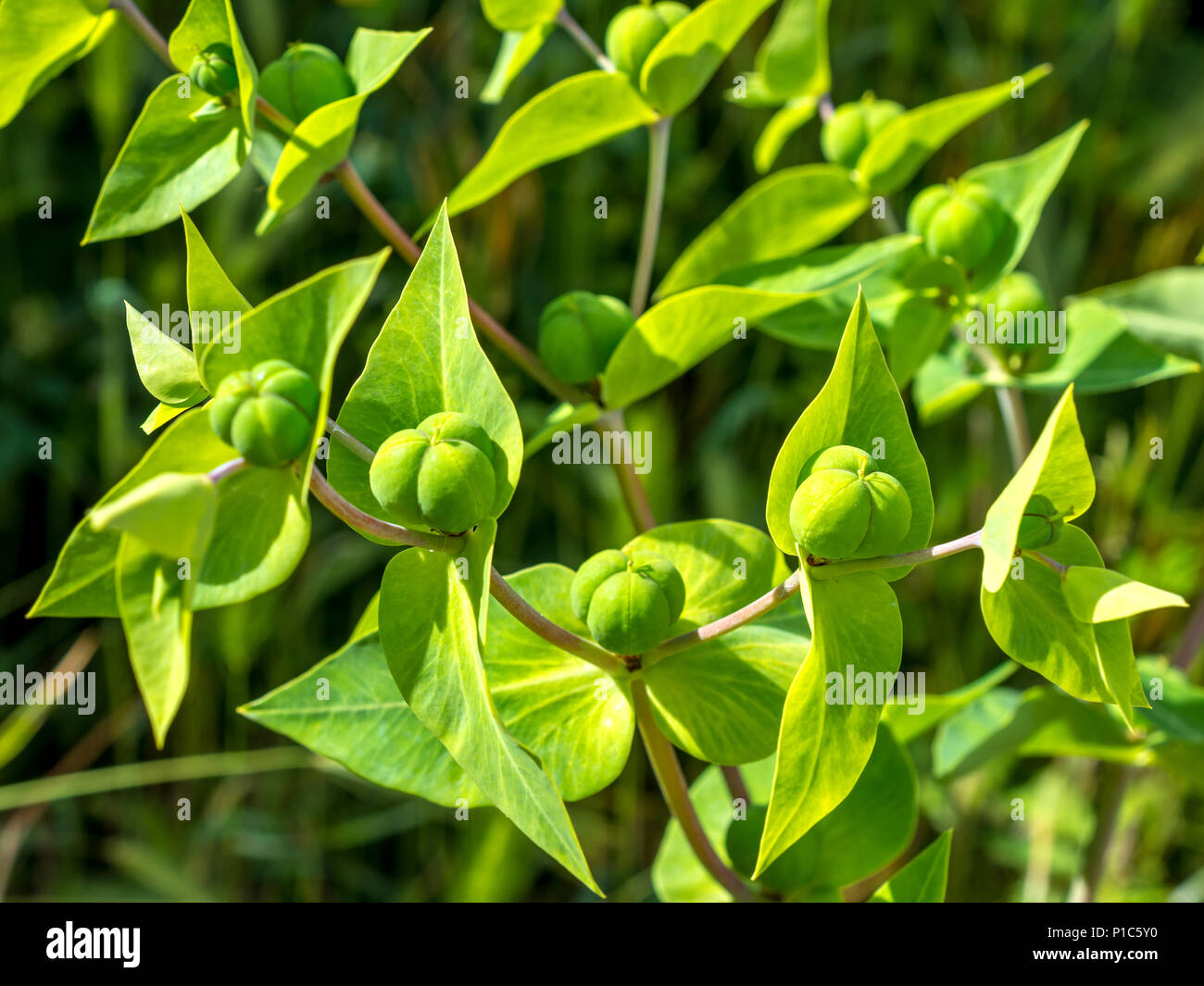 Caper/Wolfsmilch Euphorbia lathyris Zweijährige Pflanze, Frankreich. Stockfoto