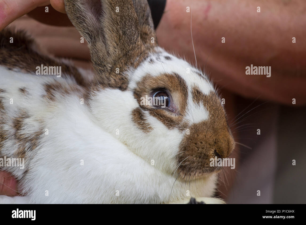 Hauskaninchen (Oryctolagus cuniculus forma domestica) Stockfoto