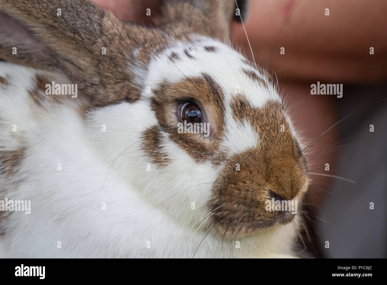 Hauskaninchen (Oryctolagus cuniculus forma domestica) Stockfoto